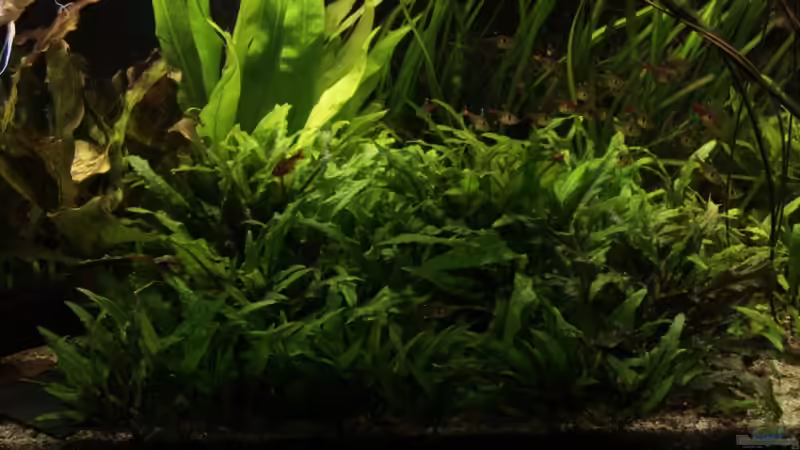 Pflanzen im Aquarium Becken 11617 von balzman (11)