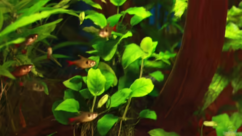 Pflanzen im Aquarium Becken 11617 von balzman (15)