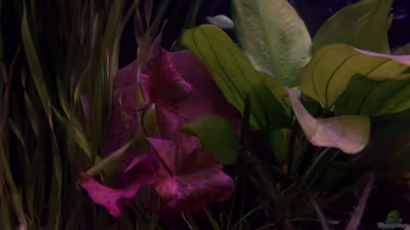 Pflanzen im Aquarium Becken 11632 von Chris D (2)