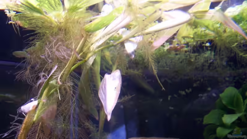 Pflanzen im Aquarium Becken 11632 von Chris D (3)