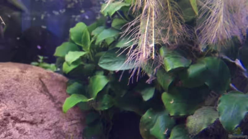 Pflanzen im Aquarium Becken 11632 von Chris D (4)