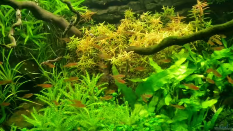 Pflanzen im Aquarium Becken 11671 von Dani B (18)