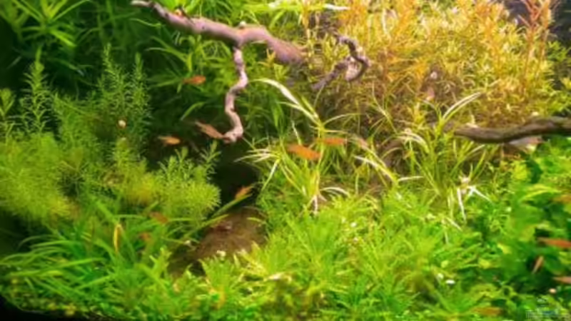 Pflanzen im Aquarium Becken 11671 von Dani B (19)