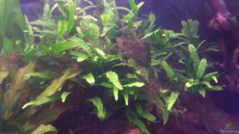 Pflanzen im Aquarium Becken 11731 von Dominik Schickmair (13)