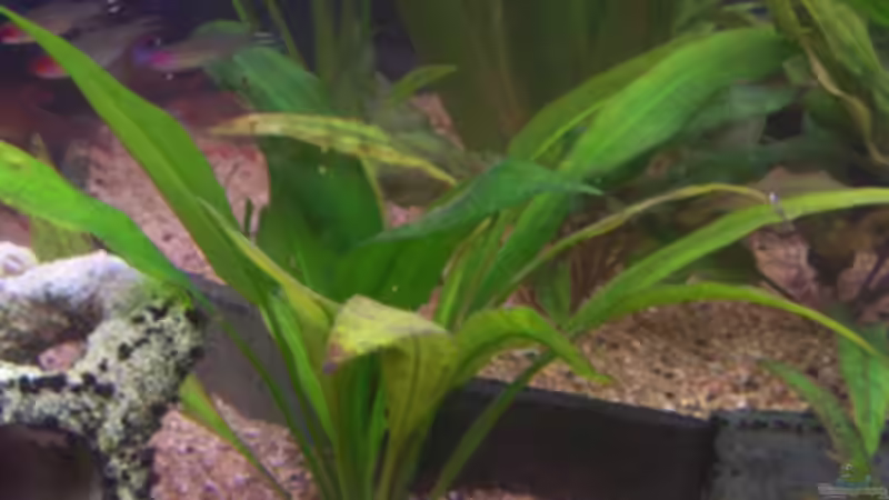 Pflanzen im Aquarium Becken 11731 von Dominik Schickmair (14)