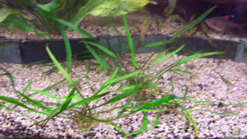 Pflanzen im Aquarium Becken 11731 von Dominik Schickmair (16)