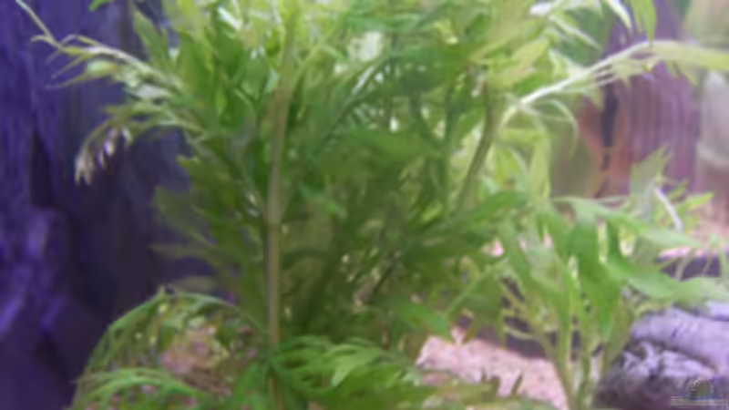 Pflanzen im Aquarium Becken 11731 von Dominik Schickmair (17)