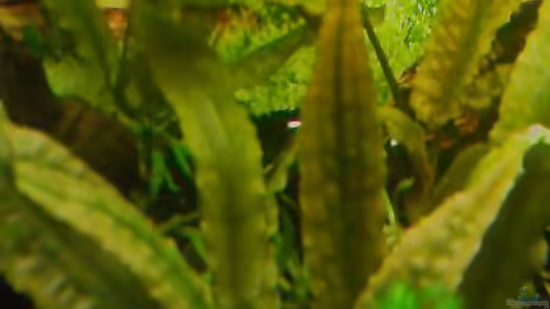 Pflanzen im Aquarium Becken 11740 von Beautiful87 (3)