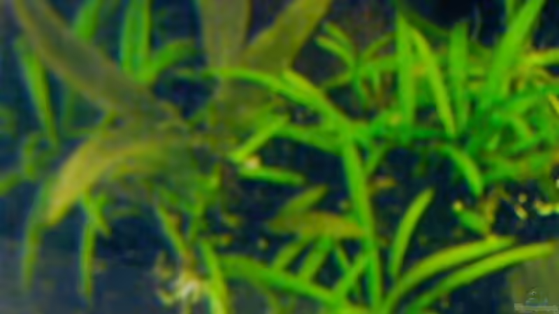 Pflanzen im Aquarium Becken 11740 von Beautiful87 (4)