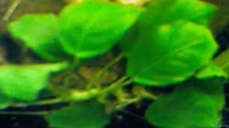 Pflanzen im Aquarium Becken 11740 von Beautiful87 (6)