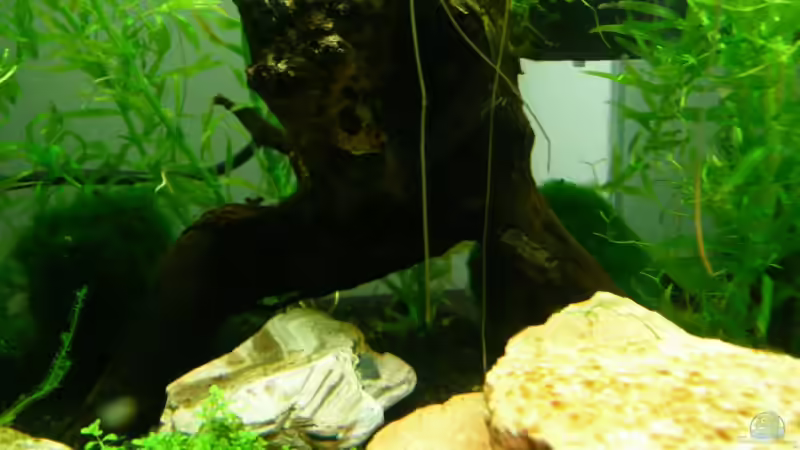 Pflanzen im Aquarium Becken 11747 von knutschi (2)