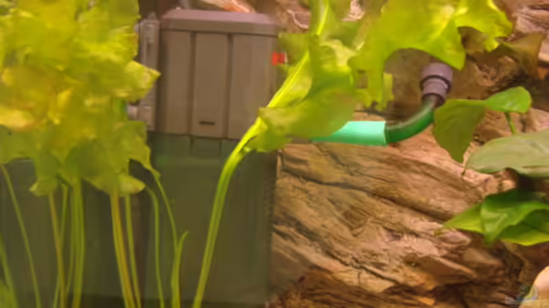 Pflanzen im Aquarium Becken 11754 von Zorni (3)