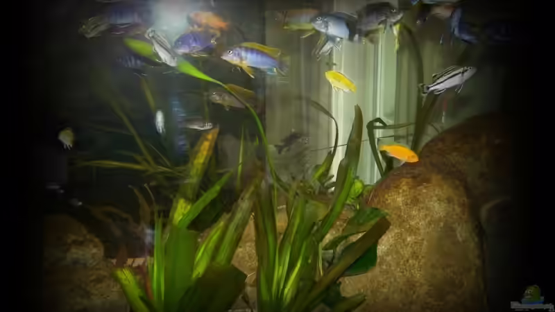 Pflanzen im Aquarium Becken 11773 von nilsuwesohn (10)