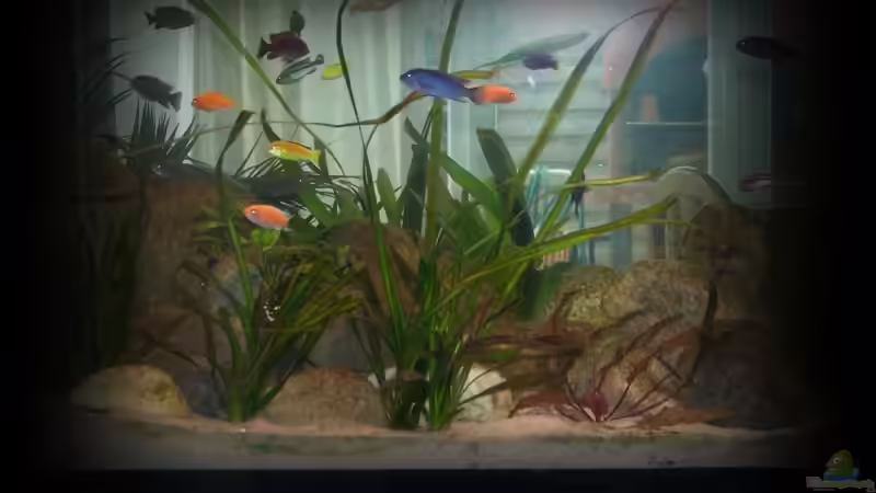 Pflanzen im Aquarium Becken 11773 von nilsuwesohn (6)