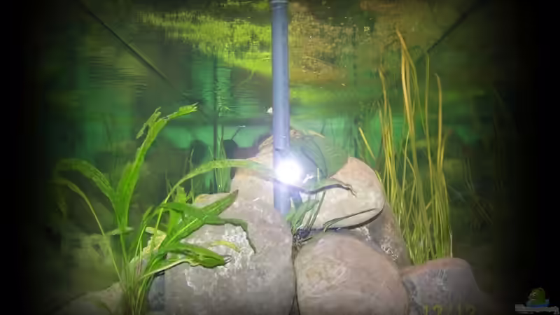 Pflanzen im Aquarium Becken 11773 von nilsuwesohn (9)