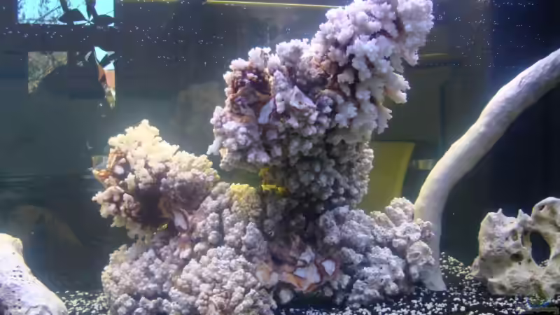 Pflanzen im Aquarium Becken 11811 von Heiner (3)