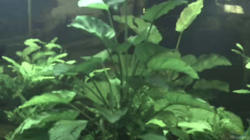 Pflanzen im Aquarium Becken 11822 von Enrico Bochmann (8)