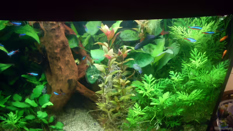 Pflanzen im Aquarium Becken 11827 von Bazzi (22)