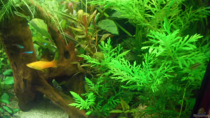 Pflanzen im Aquarium Becken 11827 von Bazzi (23)