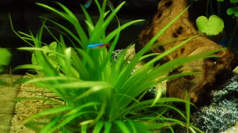 Pflanzen im Aquarium Becken 11888 von auecheck (5)