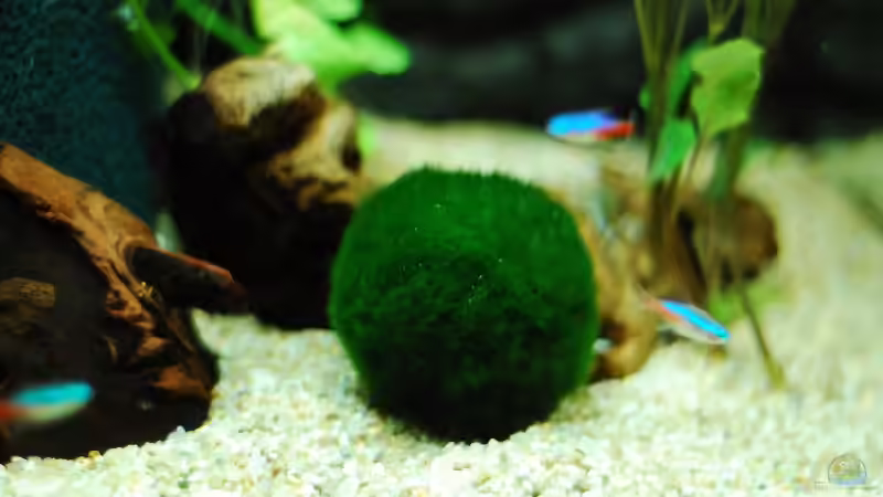 Pflanzen im Aquarium Becken 11888 von auecheck (7)