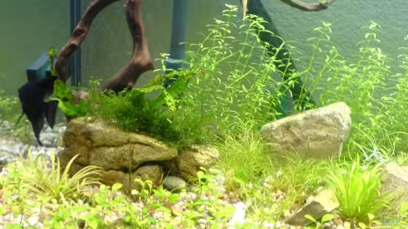 Pflanzen im Aquarium Becken 11905 von Christoph H. (12) (8)