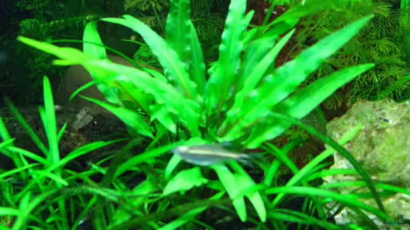 Pflanzen im Aquarium Becken 11908 von Bimo (3)