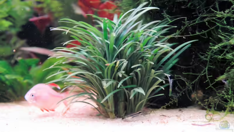 Pflanzen im Aquarium Becken 11953 von WSS (15)