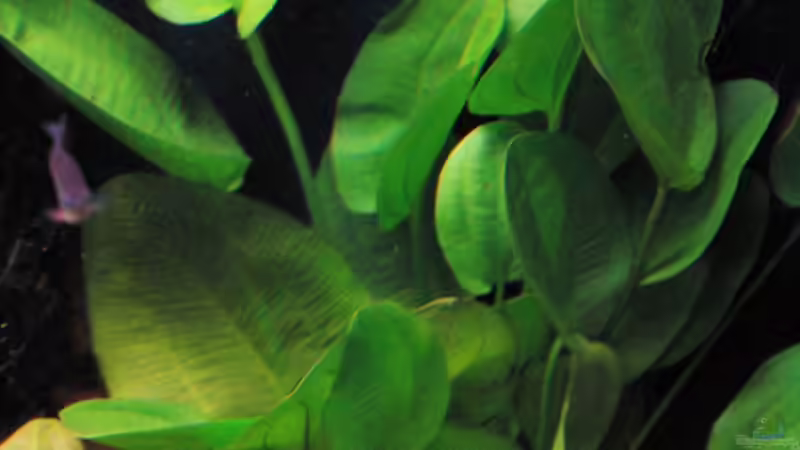 Pflanzen im Aquarium Becken 11953 von WSS (16)