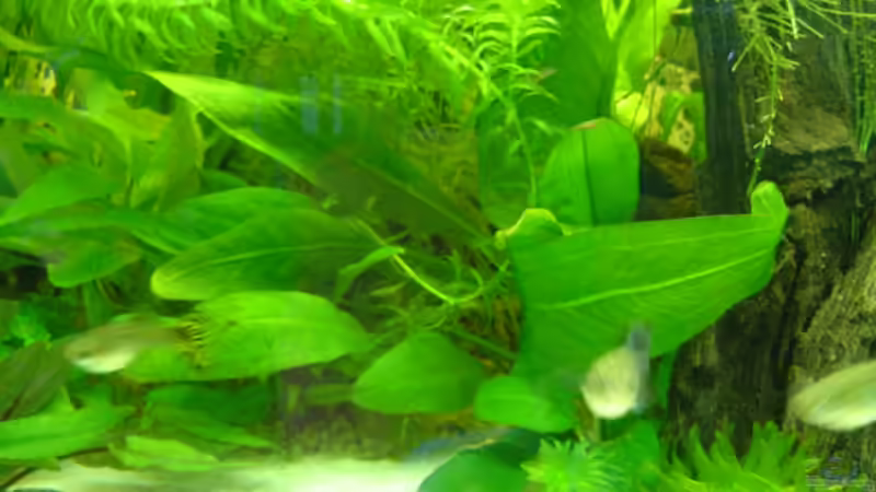 Pflanzen im Aquarium Becken 11965 von Mischa (4)