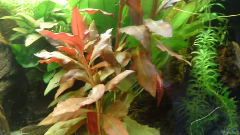 Pflanzen im Aquarium Becken 11965 von Mischa (5)