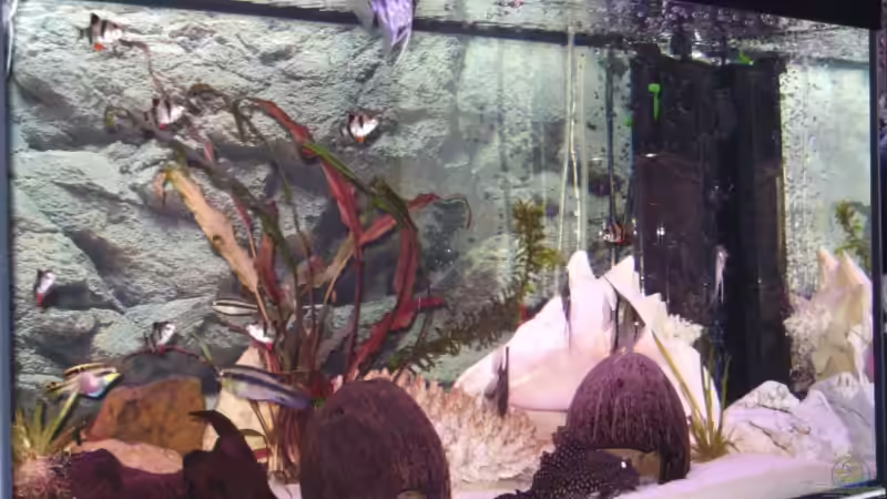 Pflanzen im Aquarium Becken 11966 von Marcydacy (2)