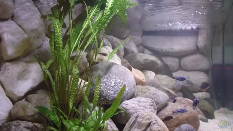 Pflanzen im Aquarium Becken 11992 von Sandro Wiery (3)