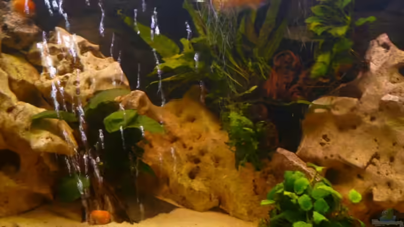 Pflanzen im Aquarium Becken 11993 von Jani (3)