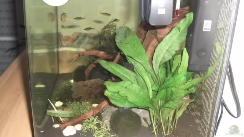 Pflanzen im Aquarium Becken 12026 von Thorsten Kunkel (3)