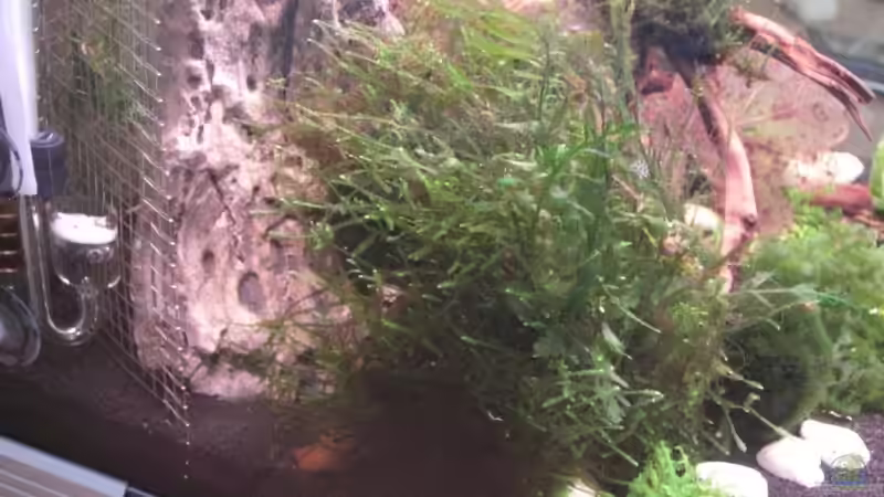 Pflanzen im Aquarium Becken 12026 von Thorsten Kunkel (4)