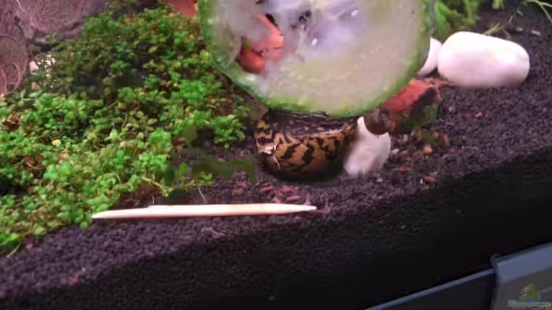 Pflanzen im Aquarium Becken 12026 von Thorsten Kunkel (5)