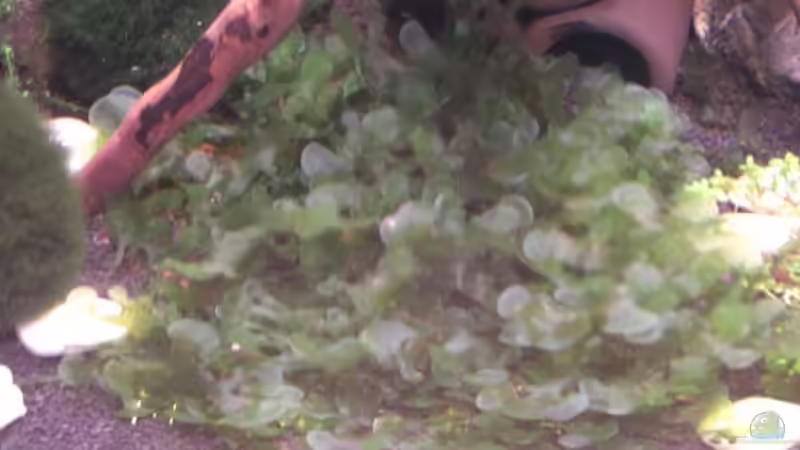 Pflanzen im Aquarium Becken 12026 von Thorsten Kunkel (6)