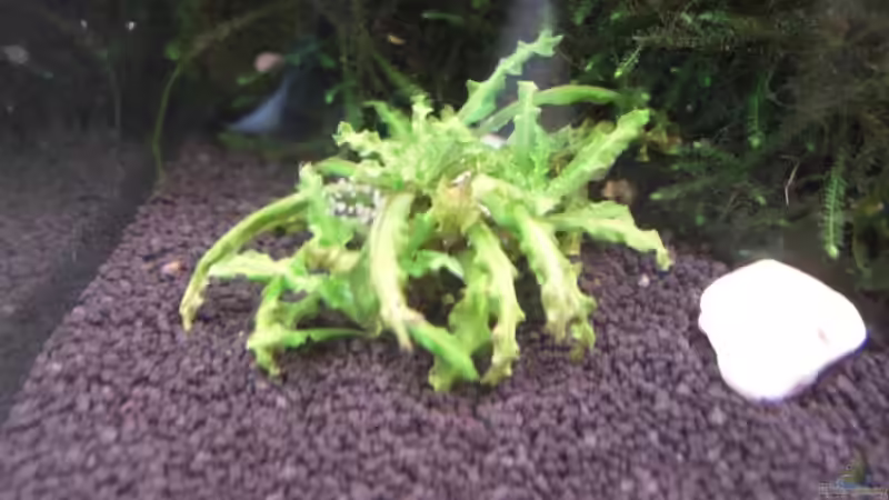 Pflanzen im Aquarium Becken 12026 von Thorsten Kunkel (7)