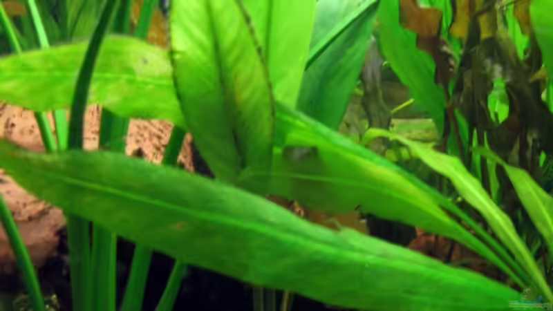 Pflanzen im Aquarium Becken 12053 von Thomas Jordan (7)