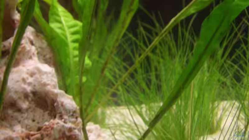 Pflanzen im Aquarium Becken 12094 von Basel (6)