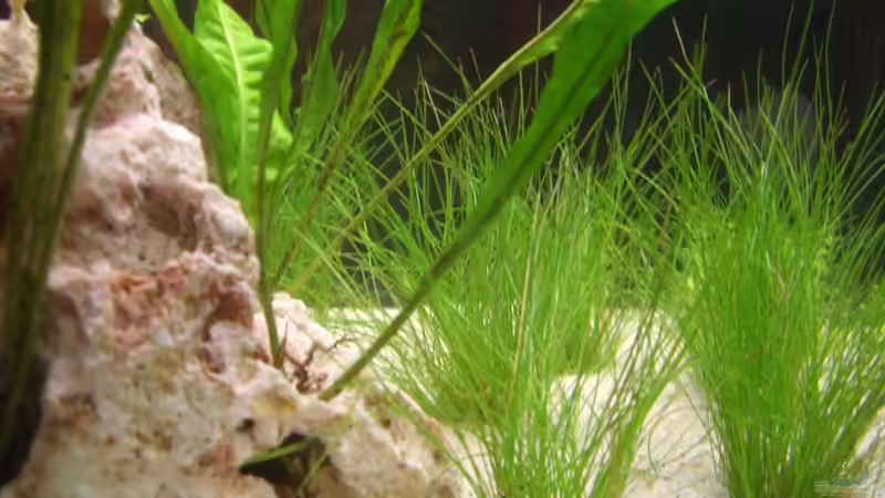 Pflanzen im Aquarium Becken 12094 von Basel (7)