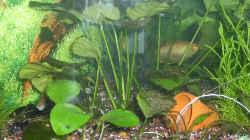 Pflanzen im Aquarium Becken 12106 von Sebi82 (3)