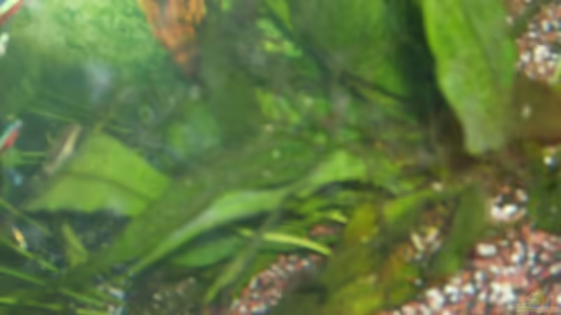 Pflanzen im Aquarium Becken 12106 von Sebi82 (5)