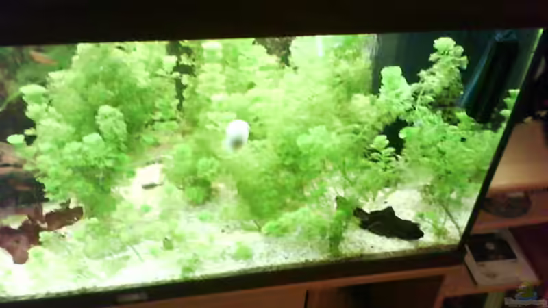 Pflanzen im Aquarium Becken 12113 von Fabian Pickavé (3)