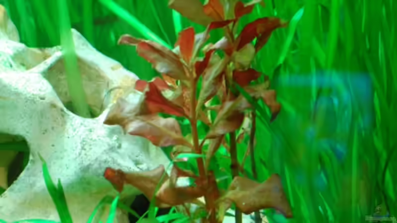 Pflanzen im Aquarium Becken 12117 von Floyd (2)