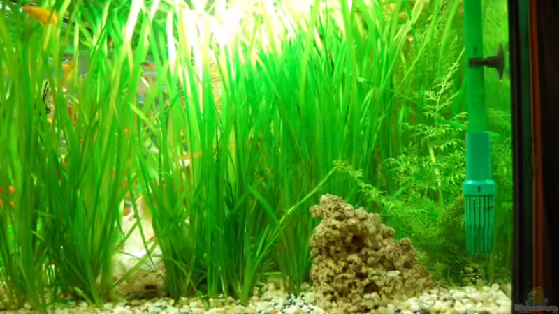 Pflanzen im Aquarium Becken 12117 von Floyd (3)