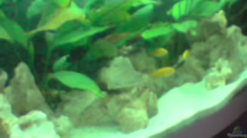 Pflanzen im Aquarium Becken 12118 von yankeedoodel (3)