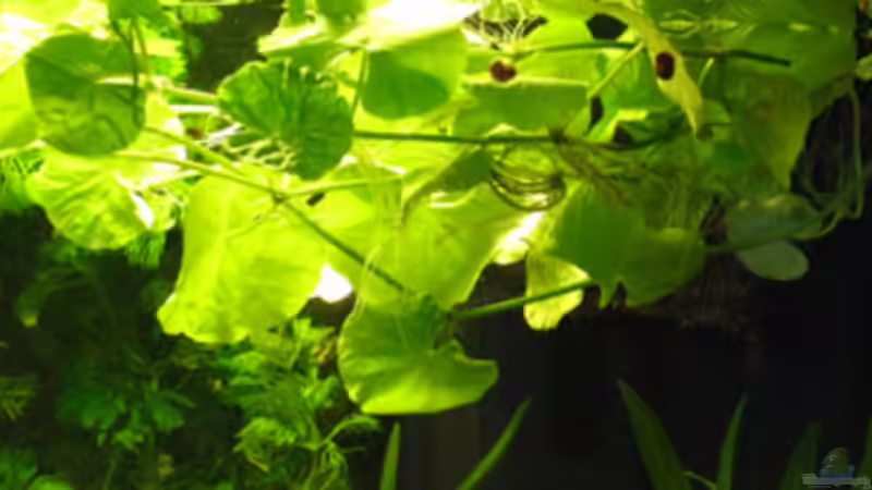 Pflanzen im Aquarium Becken 12144 von Fischliebhaber Timo (3)