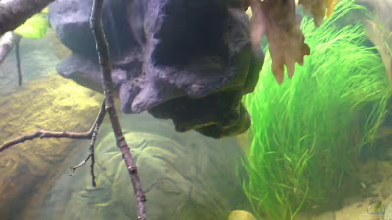 Pflanzen im Aquarium Becken 12154 von Friedrich Tietze (4)